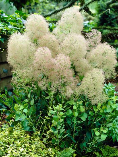 Cotinus coggygria 'Young Lady'
