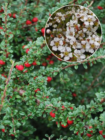 Cotoneaster conspicuus 'Decorus'