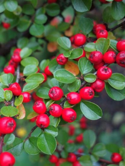 Cotoneaster horizontalis