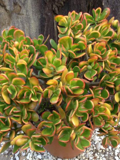 Crassula Ovata Hummels Sunset