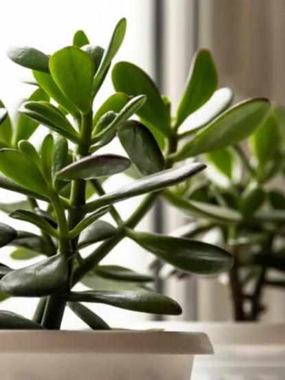 Crassula Sp.