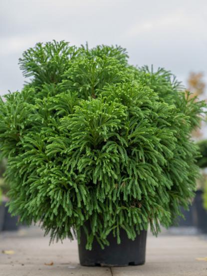 Cryptomeria japonica globosa nana