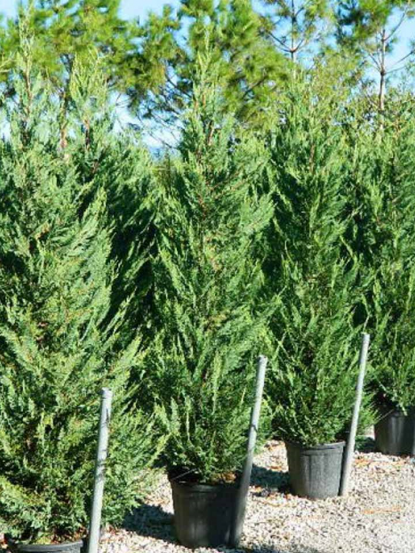 Cupressocyparis leylandii