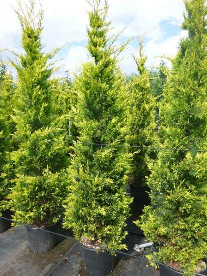 Cupressocyparis leylandii 'Gold Rider'