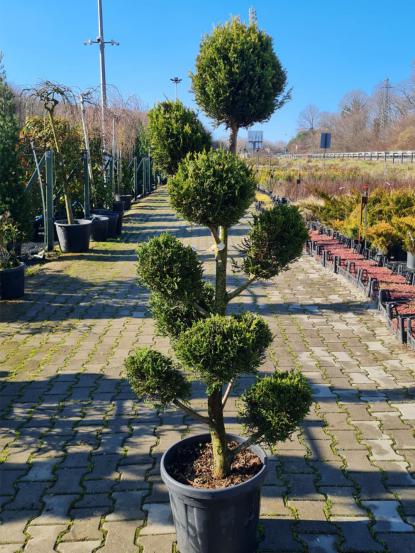 Cupressocyparis leylandii 'Multi Pom Poms'