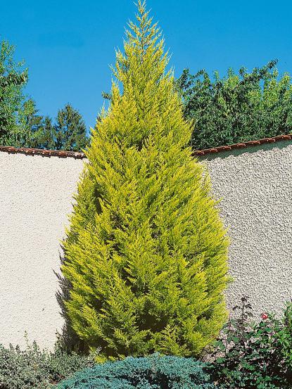 Cupressus macrocarpa 'Goldcrest'