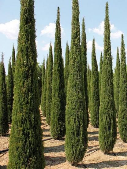 Cupressus sempervirens