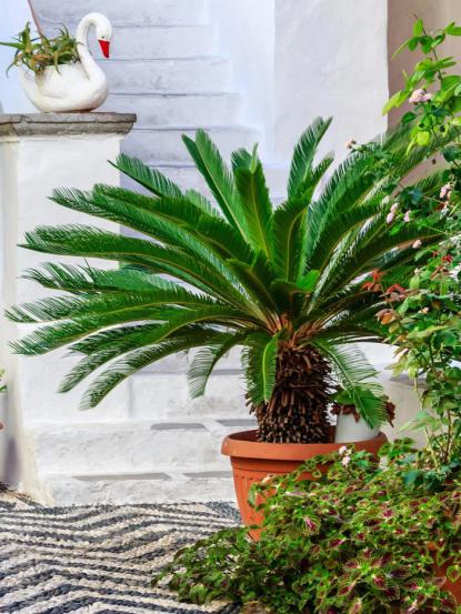 Cycas revoluta