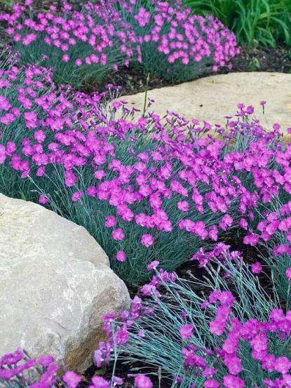Dianthus sp.