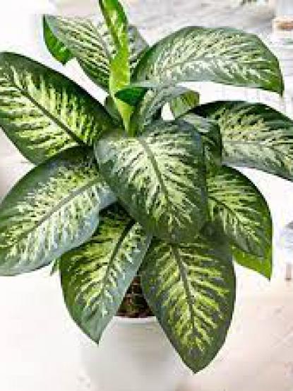 Dieffenbachia Tropic Snow