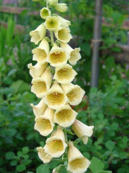 Digitalis grandiflora