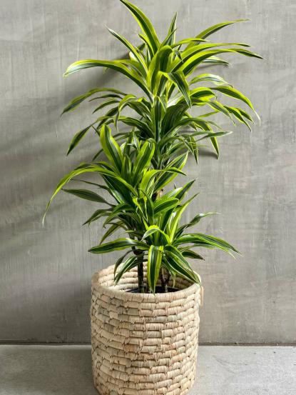 Dracaena Lemon Lime