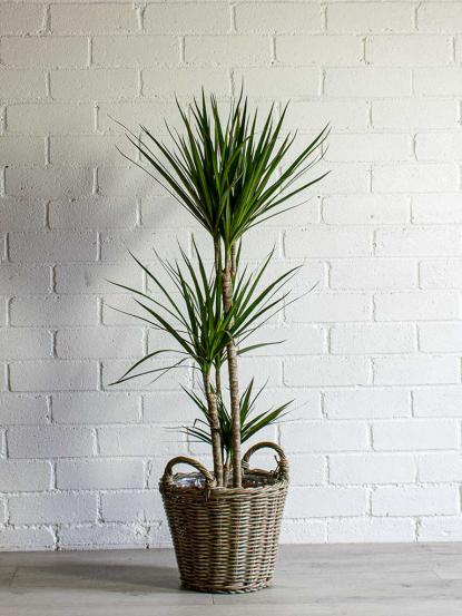 Dracaena Marginata