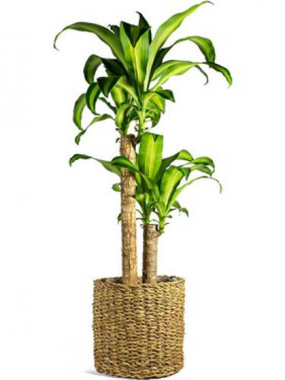 Dracaena Massengena two pieces
