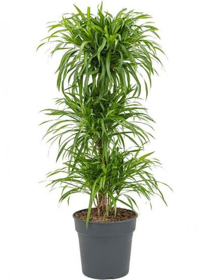 Dracaena Reflexa Anita