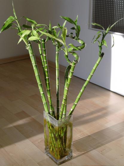 Dracaena Sanderiana