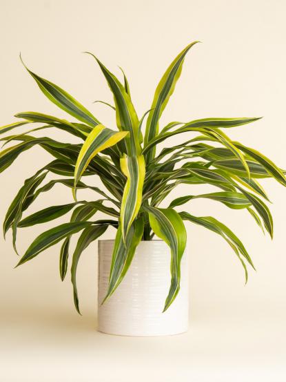 Dracaena Warneckii