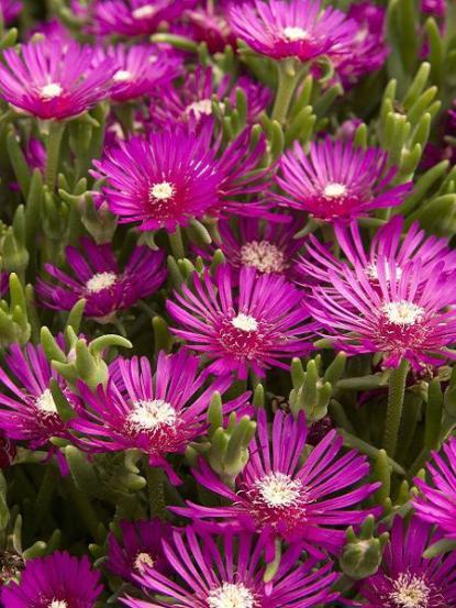 Drosanthemum floribundum