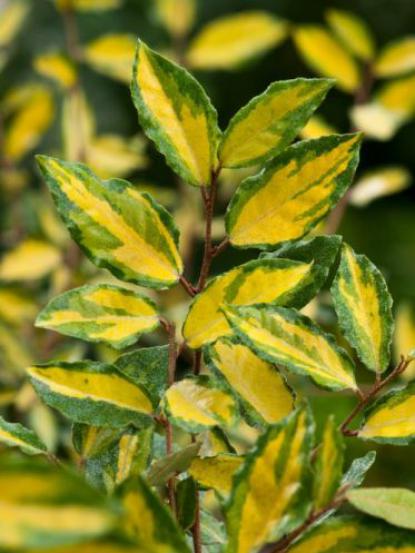 Eleagnus pungens maculata