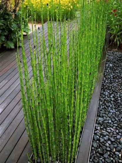 Equisetum hyemale