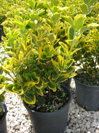 Euonymus japonica aurea