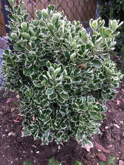Euonymus japonicus 'Kathy'