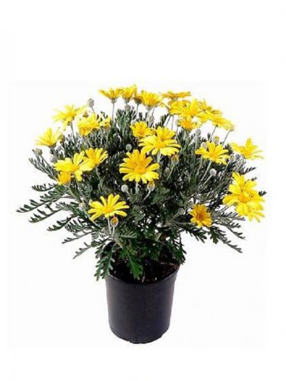 Euryops pectinatus