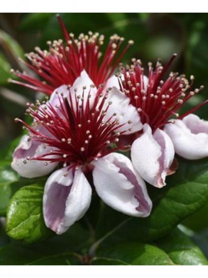 Feijoa sellowiana 