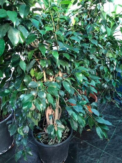 Ficus Benjamin