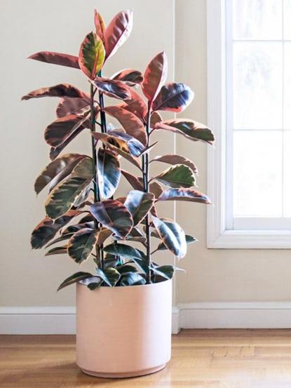 Ficus Elastica Belize