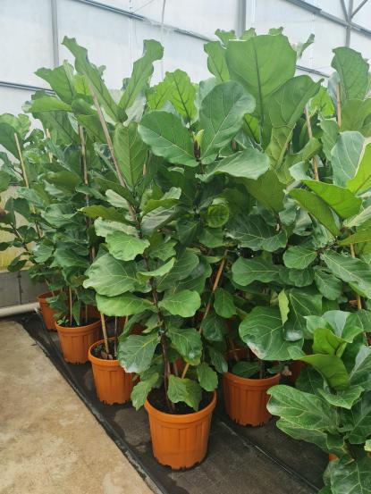 Ficus Lyrata