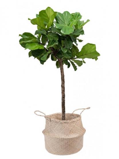 Ficus Lyrata Tige
