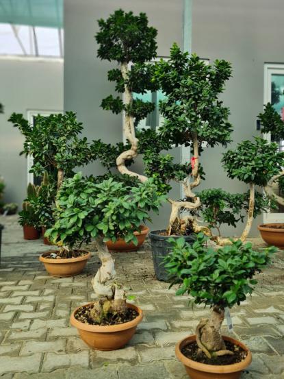 Ficus Bonsai