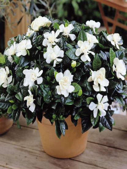Gardenia jasminoides