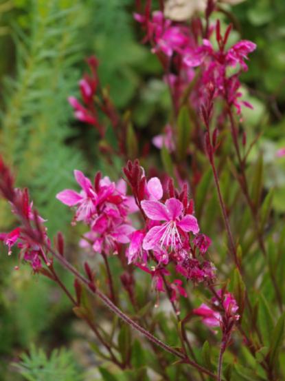 Gaura lindheimeri