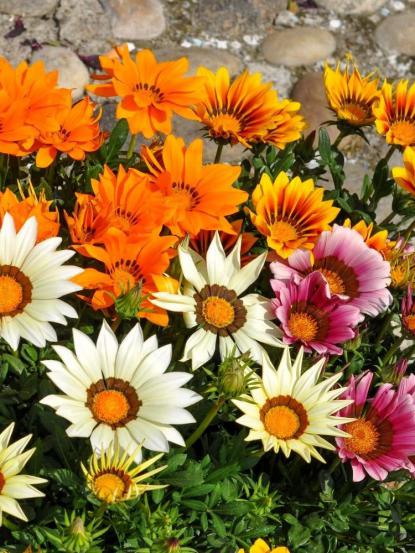 Gazania rigens