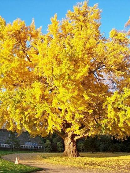 Ginkgo biloba
