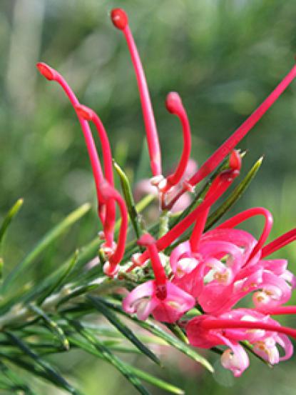 Grevillea juniperina