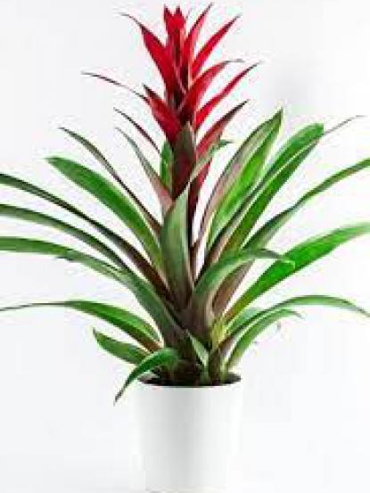 Guzmania sp.