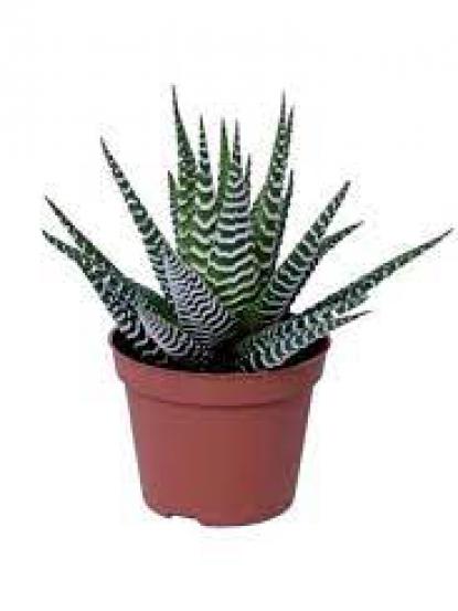 Haworthia zebrina