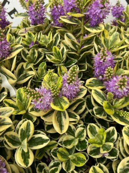 Hebe andersonii variegata