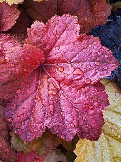 Heuchera sp