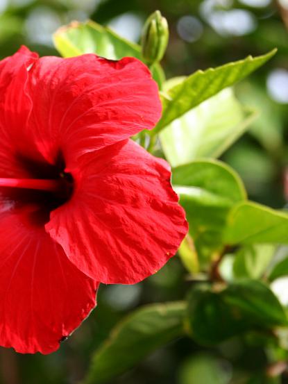 Hibiscus rosa-sinensis