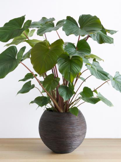Homalomena rubescens 'Maggy'