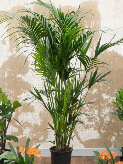 Howea forsteriana