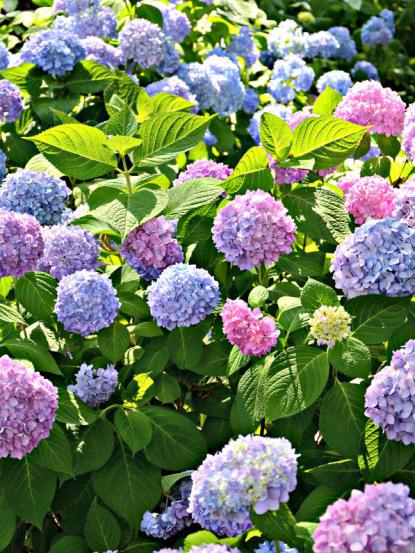 Hydrangea macrophylla