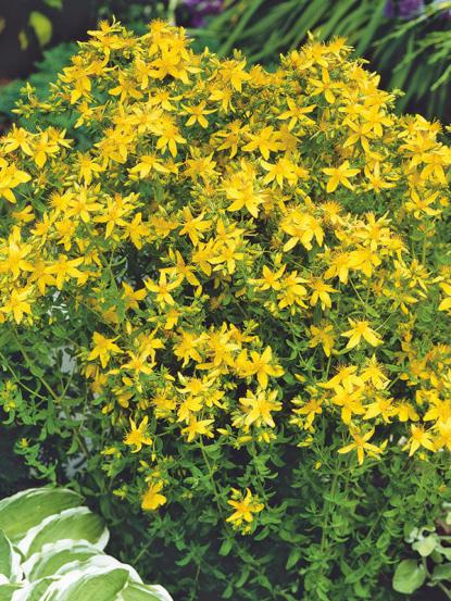 Hypericum perforatum