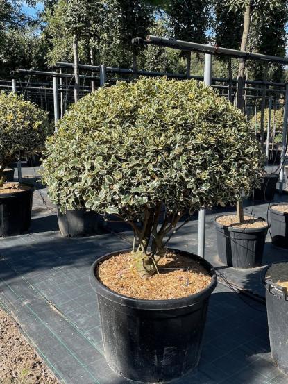 Ilex aquifolium 'Argentea Marginata Tige'