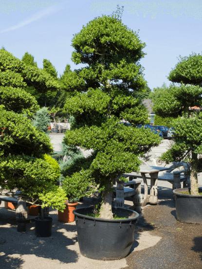 Ilex crenata 'Kinme Bonsai'