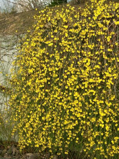 Jasminum nudiflorum
